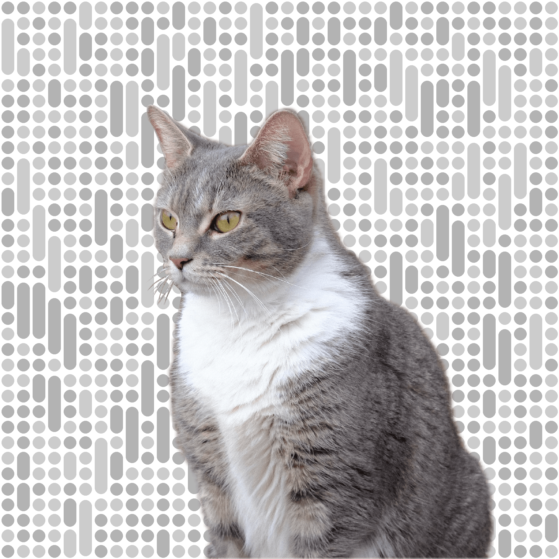 Cat 2