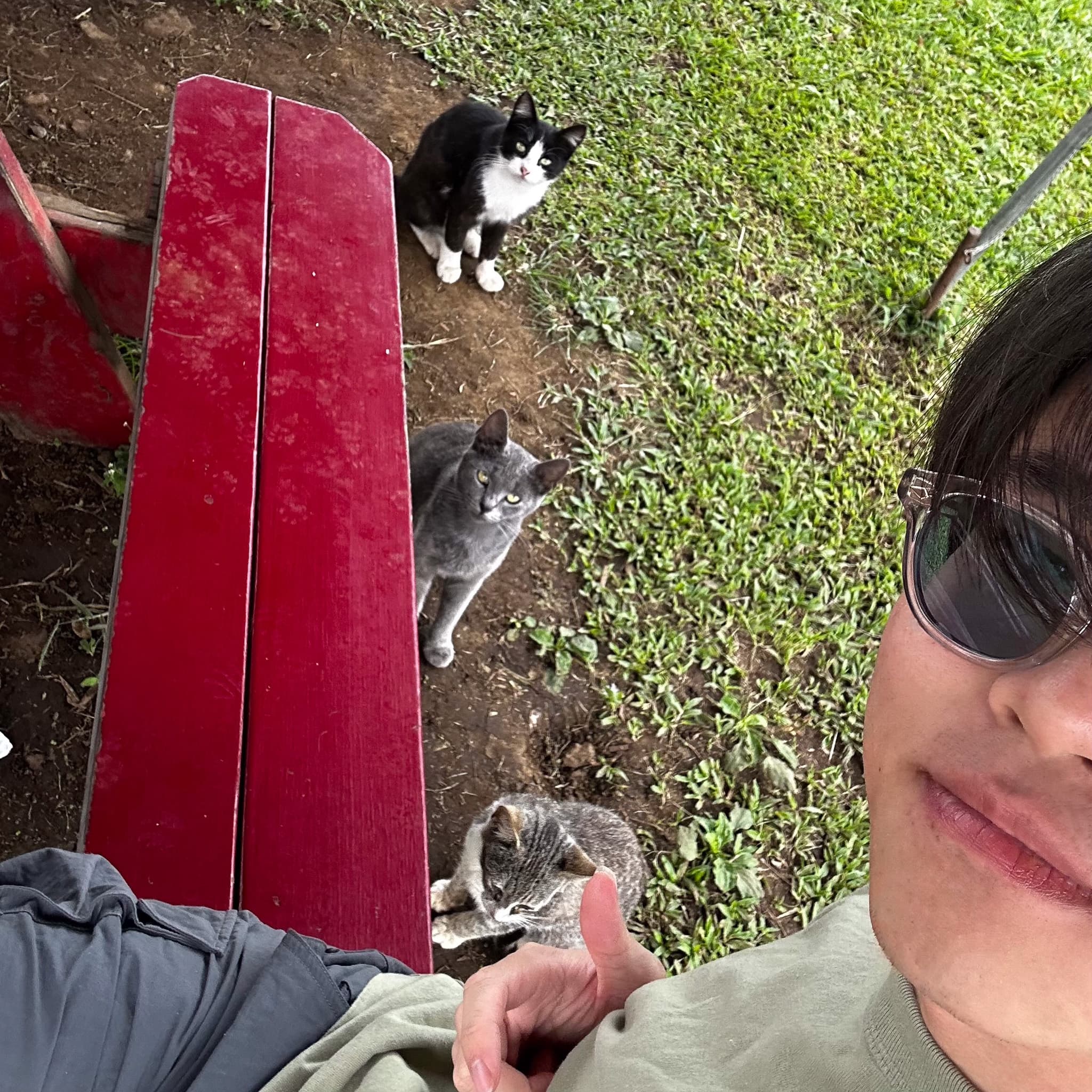 Hawaii Cats